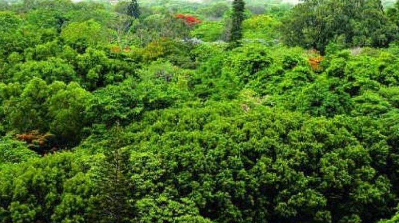 Kochi in â€˜Cities4Forestsâ€™ project