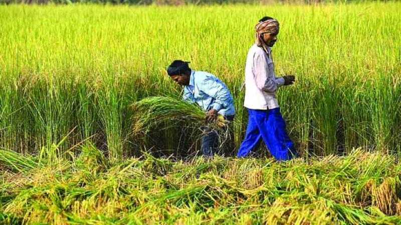 Kharif crops to keep agri-GDP at 3 per cent