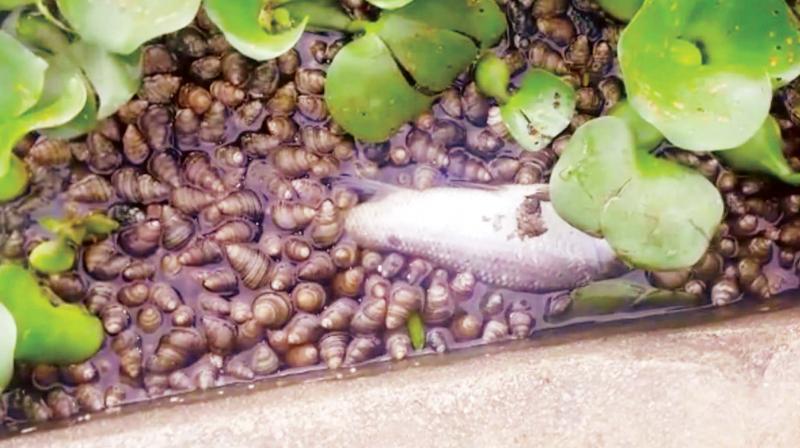 A screen grab of dead fish and snails at Madiwala Lake
