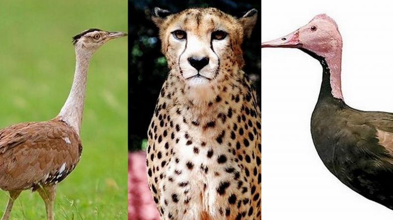 Three animal species declared extinct in India