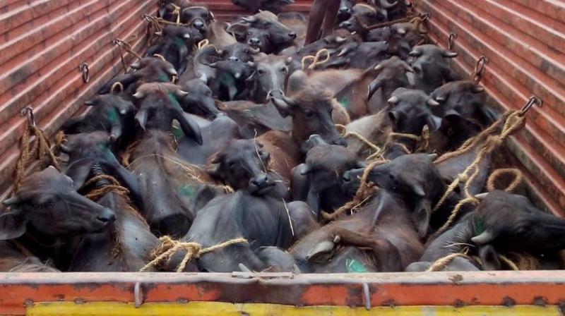 How BSF brought down cattle smuggling by 96 pc since last September