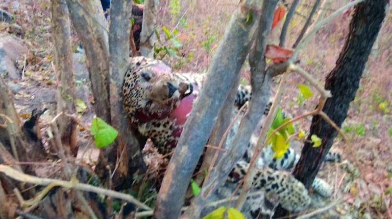 The carcass of leopard found in a quarry area in Rangampet village on the outskirts of Mancherial town on Monday.