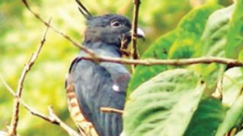 Black Baza, a raptor,  sighted by bird watchers at Chadivayal in Coimbatore. (Photo: DC)