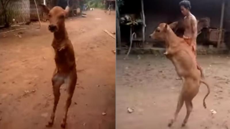 The animal just wanders around as it is visibly confused and in pain (Photo: YouTube)