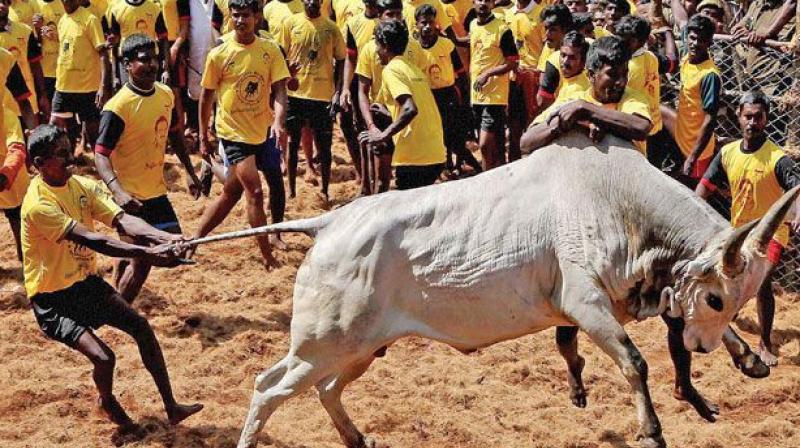 On the occasion of Kanuma festival, Jallikattu is celebrated in many parts of Chittoor district. The organisers had not even cared about the warnings given by the police.