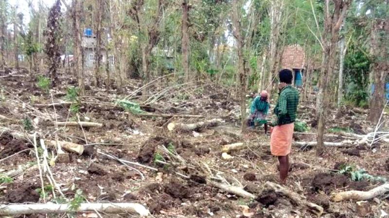 Thiruvananthapuram: Farmers suffer huge losses