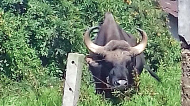 The wild gaur that strayed into Commercial road area in Ooty town. (Photo: DC)