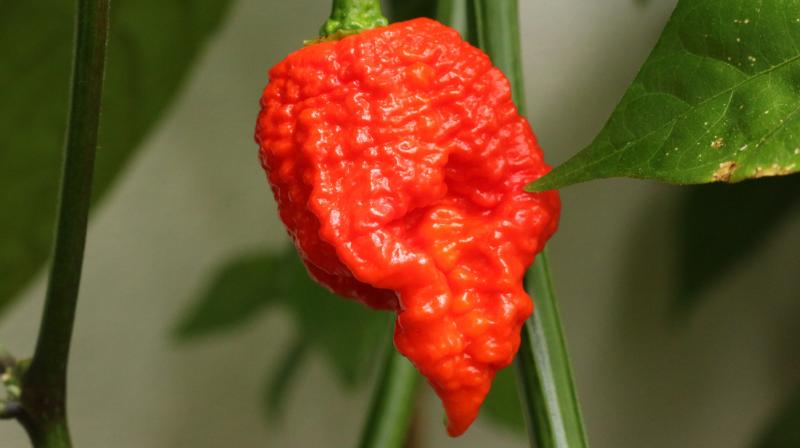 The 34-year-old mans symptoms began with dry heaves immediately after participation in a hot pepper contest where he ate one Carolina Reaper. (Photo: Wikimedia)
