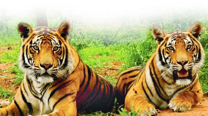 Hyderabad: Tourism leaves tigers stressed
