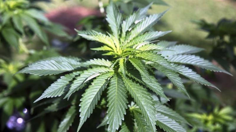 Medical cannabis now in Hawaii