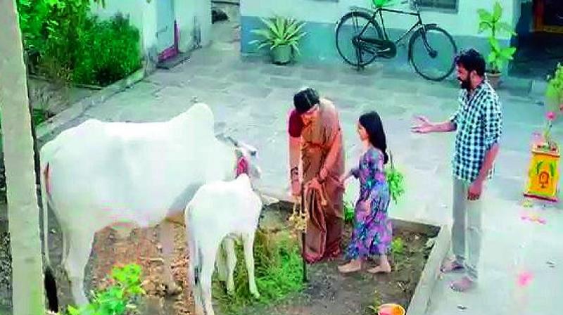 Telugu Desam trolled for â€˜milkingâ€™ bull for votes in video