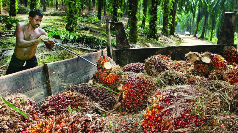 Greens allege suspect palm oil sourcing by FMCG majors