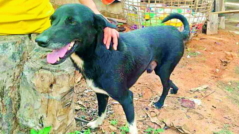 Heroic dog digs out baby buried by Thai mother