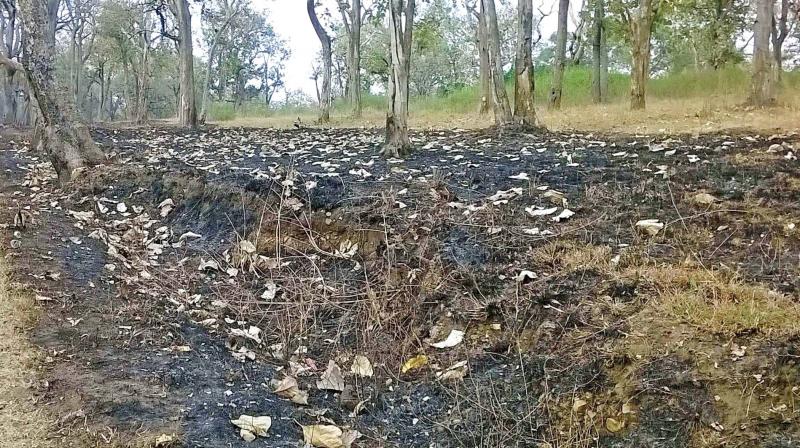 Drawing of fire-line for 400 km underway at Mudumalai Tiger Reserve   Drawing of fire-line for 400 km underway at Mudumalai Tiger Reserve