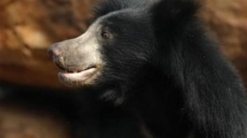 Nizamabad: Wild Bear attack leaves 4 injured in Dichpally