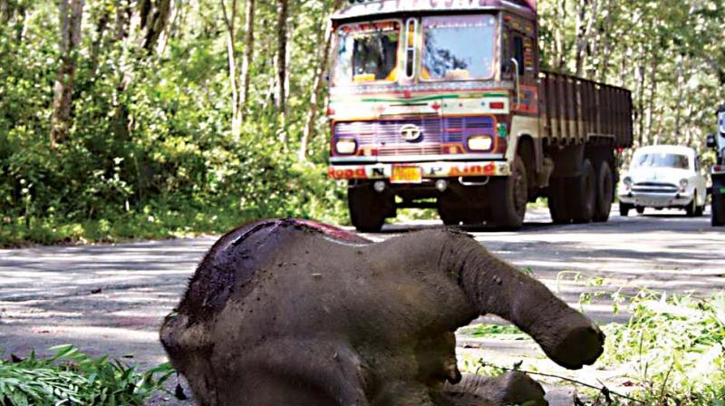 Rahul Gandhi wants Bandipur night traffic ban lifted, wildlife activists irked
