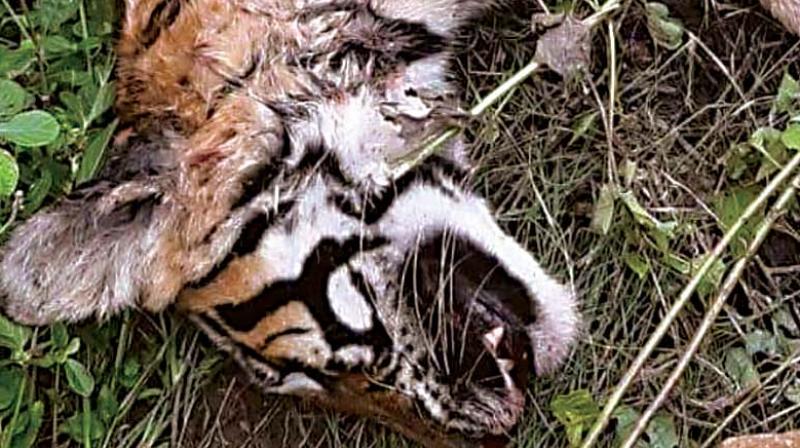 Bengaluru: Big cat killed in road accident in Bandipur National Park