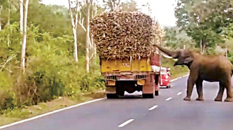 Sugar fix! Tusker tucks in to a truckload of cane