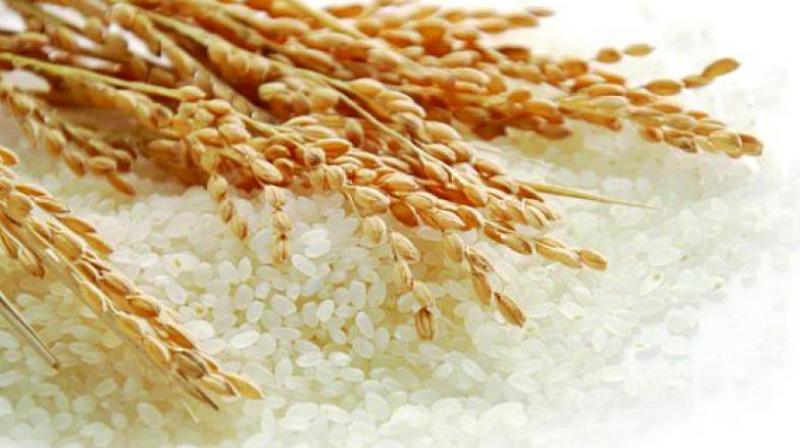 Improved Samba Mashuri (ISM) rice with low glycemic index (GI), that results in slow release of glucose into the bloodstream, is being cultivated in 1.3 lakh hectares in TS, AP, Karnataka, Chhattisgarh, Tamil Nadu and UP. The Centre for Cellular and Molecular Biology, Council for Scientific and Industrial Research and Indian Council of Agricultural Research have developed this variety.
