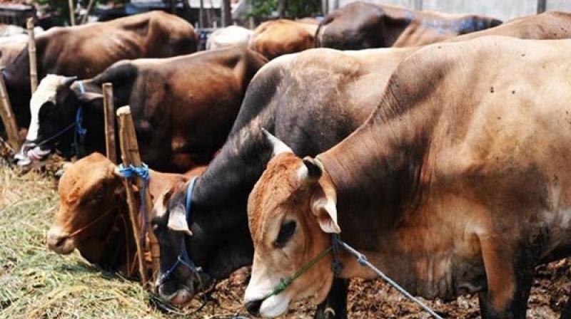Hyderabad: Man booked for cow slaughter