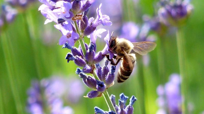 Bee species on the decline globally