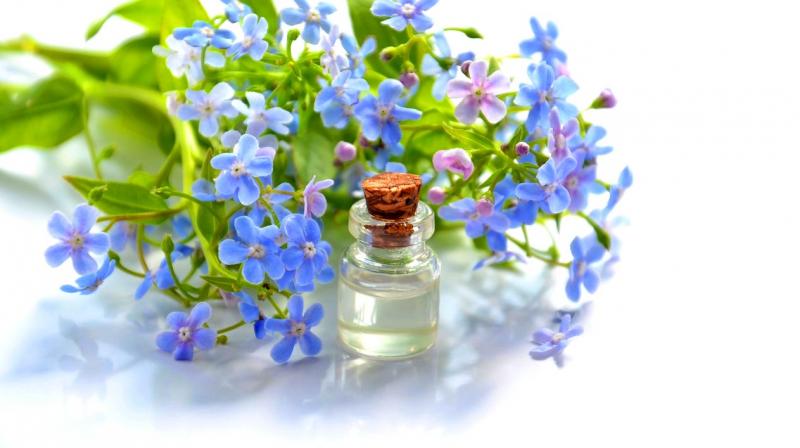 Get to know your essential oils