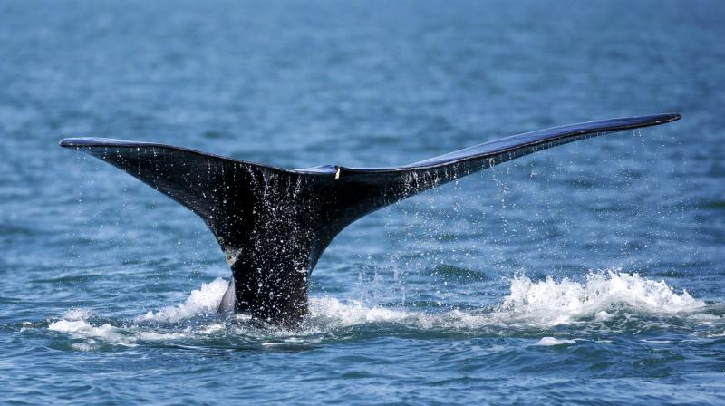 Lobster fishing endangers North Atlantic right whales