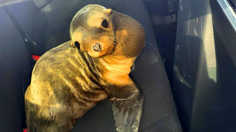 Lost baby sea lion wanders on to busy Californian highway