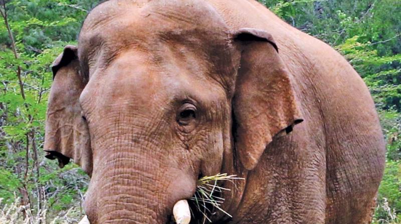 Wild elephant Chinnathambi is no more fit to lead its life inside the dense forest.