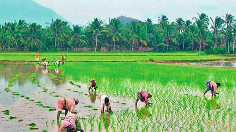Vizag-based start-up 19Farms teaches farmers the traditional way of farming.