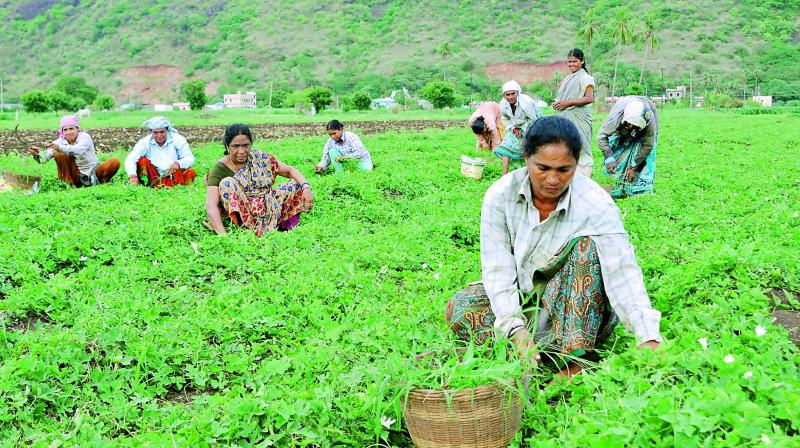 Women labourers pluck gherkins in Penumaka in the Amaravati capital region. The farmers want to continue cultivation ignoring the government announcement declaring the area as a green belt. (Photo: DC)