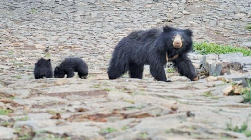 Wild bears resurface in Coonoor, create scare