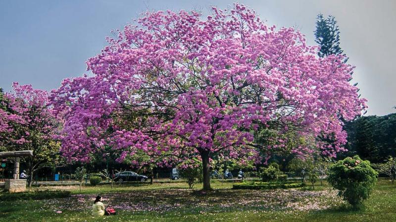 BBMP to plant native tree species to clear the air