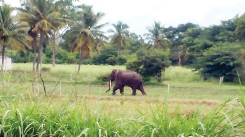 The tusker from Mudumalai sighted grazing in the fields of Shivapura village on Tuesday. (Photo: DC)