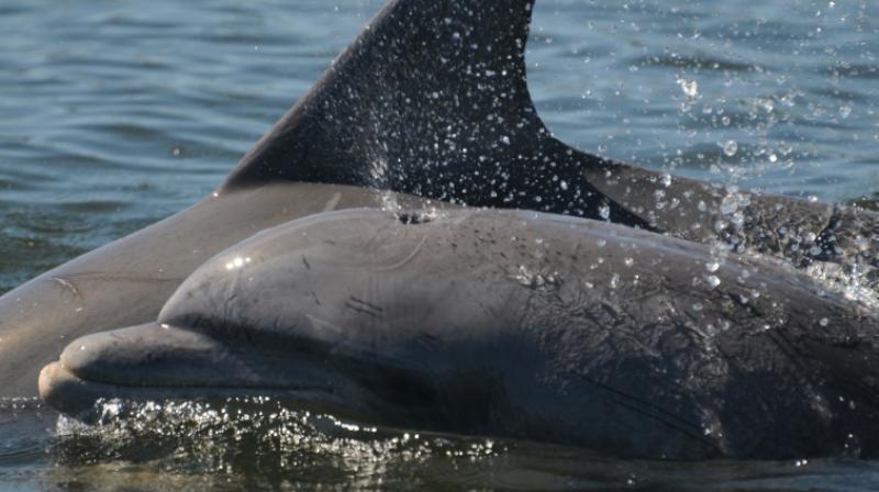 Alarmingly high toxins found in English Channel dolphins