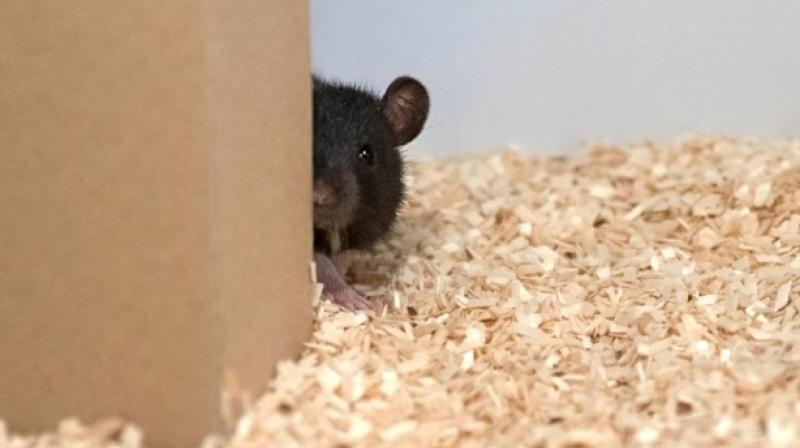 Scientists unravel playful behaviour of rats