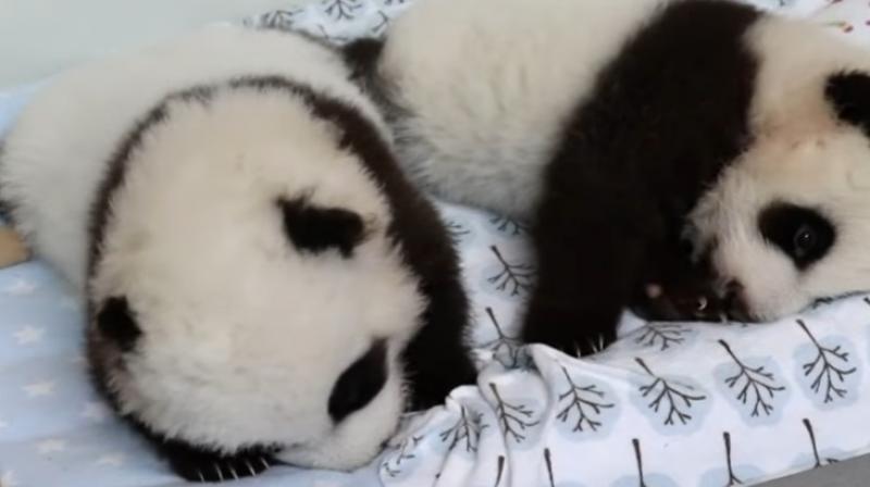 Twins Ya Lun and Xi Lun which translate into Elegant and Joy, at the Atlanta zoo (Photo:Youtube/AP)