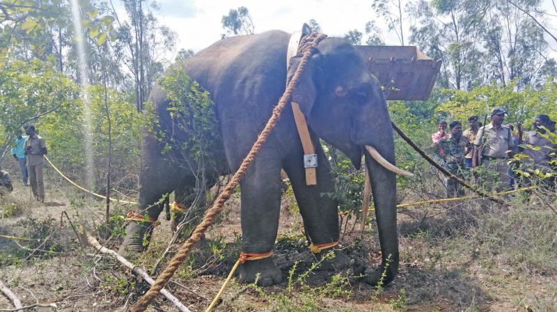 One of the tuskers tranquilised in Krishnagiri district