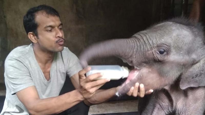 Elephant lovers allege bid to mislead on Kingini