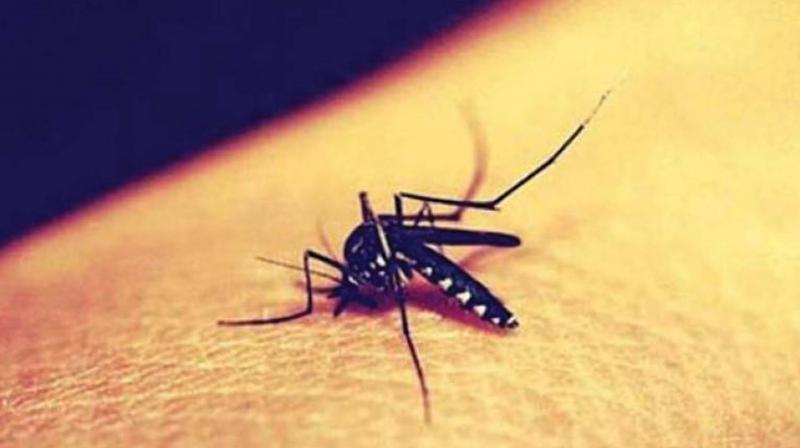 Hyderabad: 117 spots to be mosquito-free