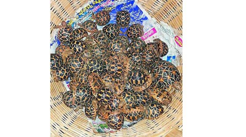 The demand for Indian star tortoises continued, as about 1,531 animals were seized before being exported from Vijayawada and Visakhapatnam railway stations to Bangladesh.