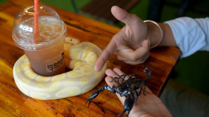 Visitors at this Cambodian cafe can order a coffee and request a sit-down with a serpentine friend from one of the tanks. (Photo: AFP)