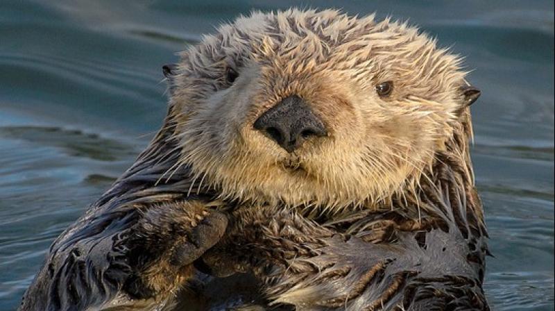 Land based protozoan can be the cause of illness among sea otters