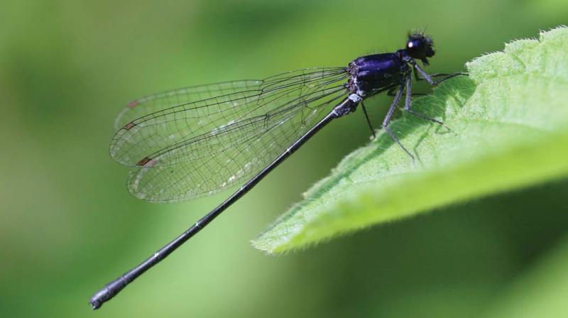 Kochi:Climate change hits Silent Valley dragonflies