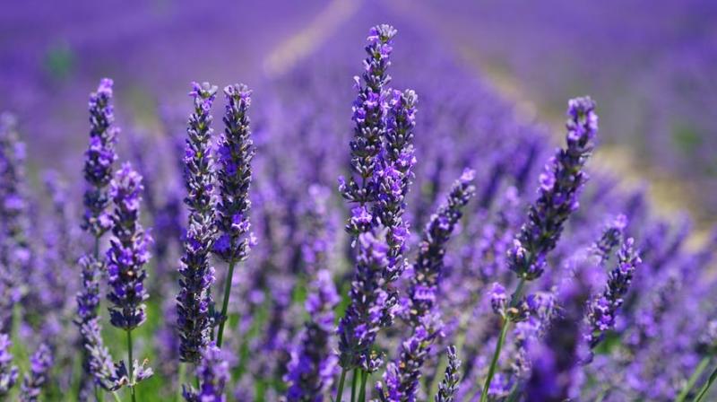 Lavender could help reduce anxiety in surgery patients. (Photo: Pexels)