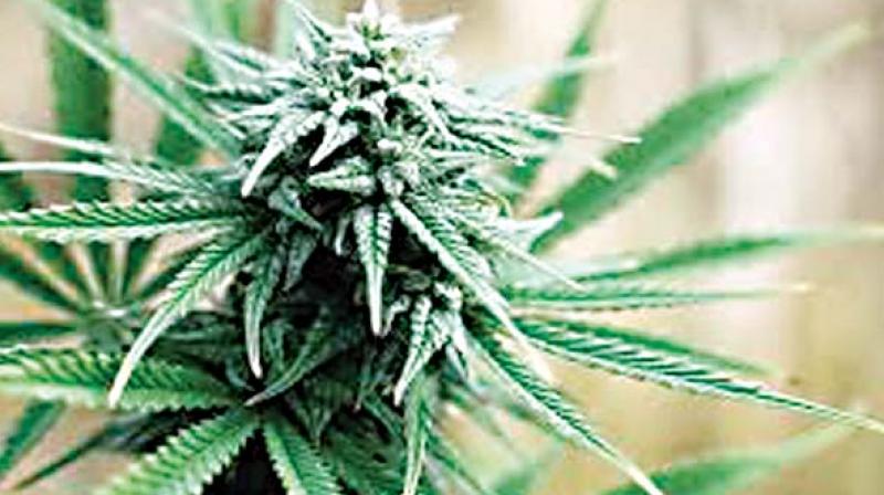 Chennai: Ganja over Rs 3 crores seized, two arrested