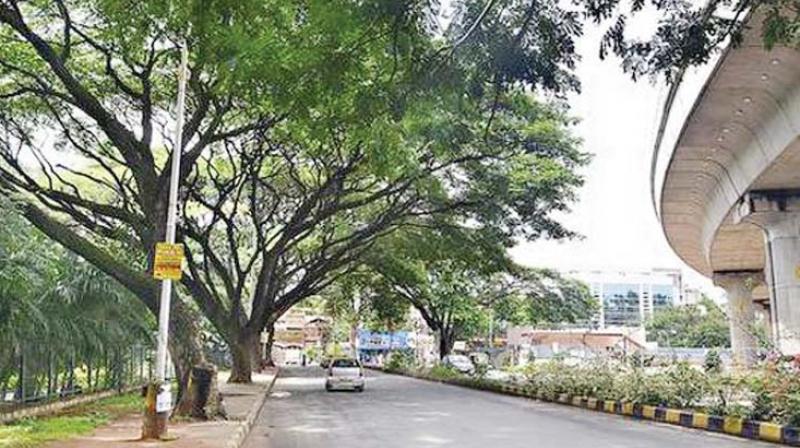 Bengaluru: City trees on weak footing, roots damaged by concrete