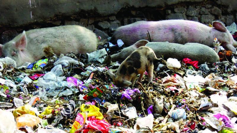 3,000 stray pigs roam in the city