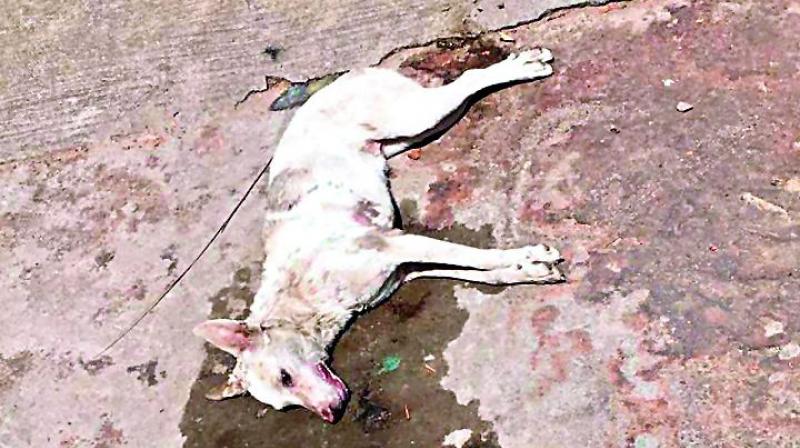 Chennai: Man poisons 8 stray cats, 2 dogs, held