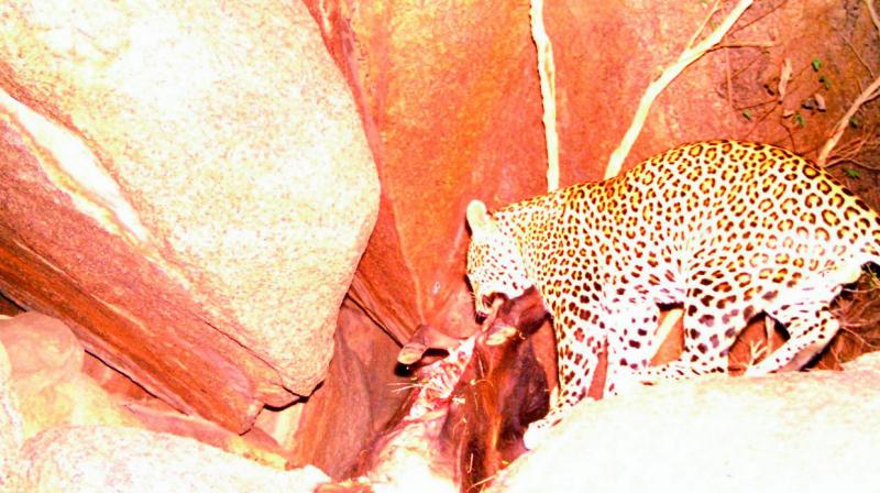 Hyderabad: Leopard on hunt gets caught on cam